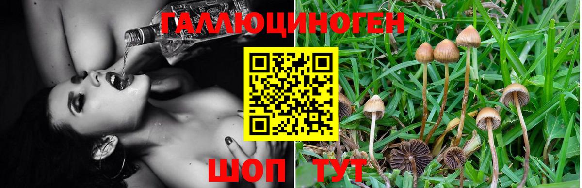 Галлюциногенные грибы Psilocybe Моздок